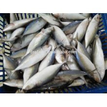 Frozen Indian Mackerel